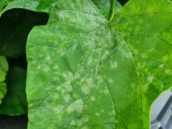 Catalpa powdery mildew 