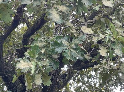 Sietnička dubov&aacute;