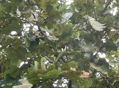 Sietnička dubov&aacute;