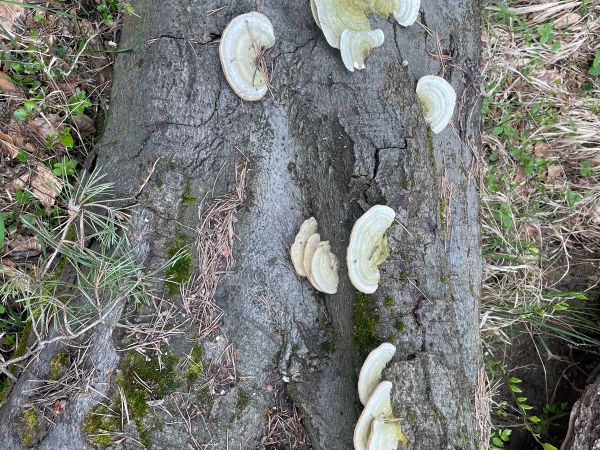 Trametes wood decay