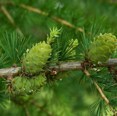 Sacchiphantes viridis 