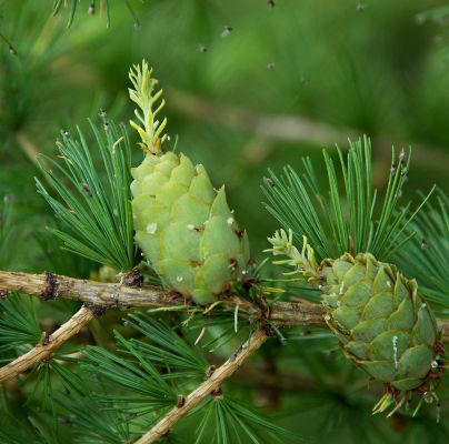 Sacchiphantes viridis 