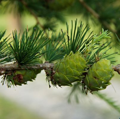 Sacchiphantes viridis 