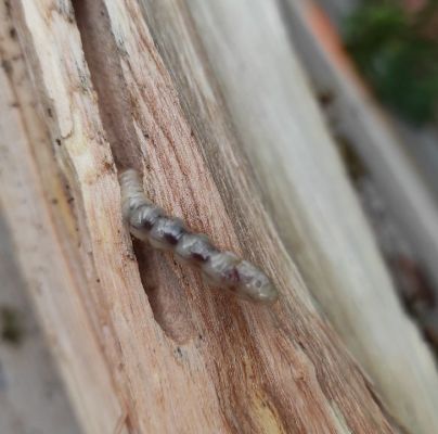 A - nejednoznačne určen&yacute;, nie sme si ist&iacute;