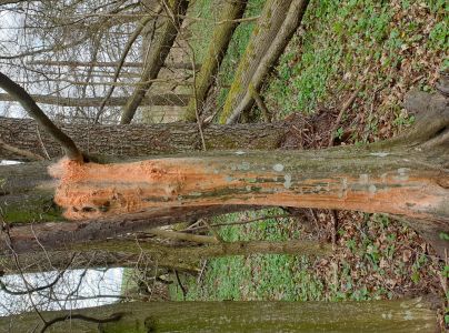 Oranžov&aacute; k&ocirc;ra