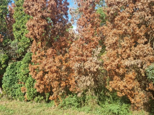 Cypress jewel beetle