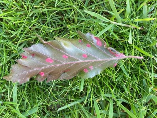 Mite Aceria nervisequa faginea