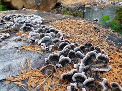 Tr&uacute;dnikovec pestr&yacute;