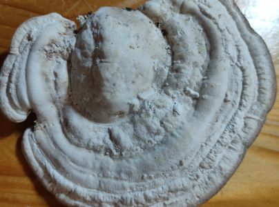 Tr&uacute;dnikovec hrbat&yacute;