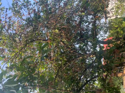 Mon&iacute;liov&aacute; hniloba jadrov&iacute;n