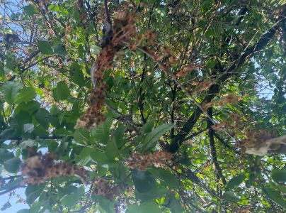 Mon&iacute;liov&aacute; hniloba jadrov&iacute;n