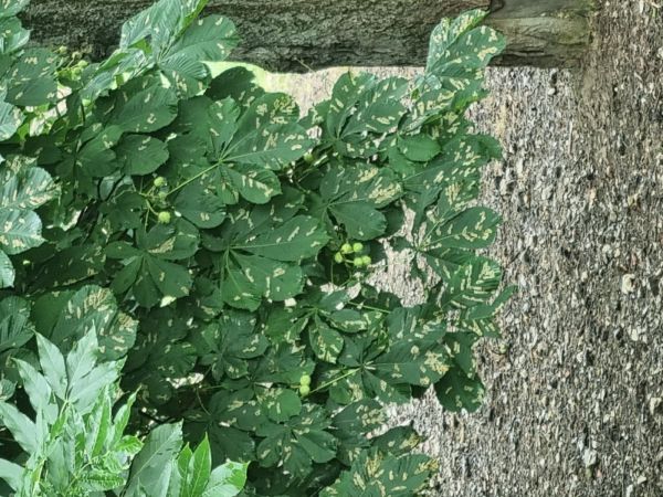 Horse-chestnut leaf miner