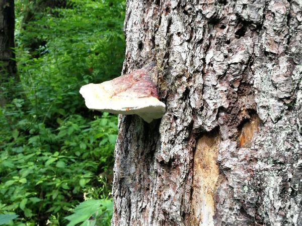 Red banded polypore