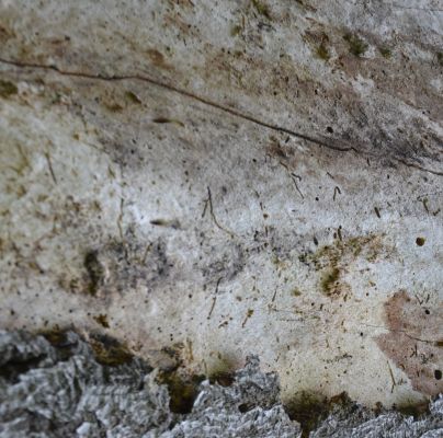 A - nejednoznačne určen&yacute;, nie sme si ist&iacute;