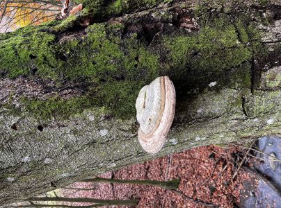 Pr&aacute;chnovec kopytovit&yacute;