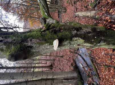 Pr&aacute;chnovec kopytovit&yacute;