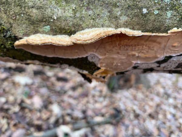 Bleeding broadleaf crust