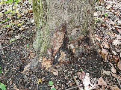 Podpňovka obyčajn&aacute;