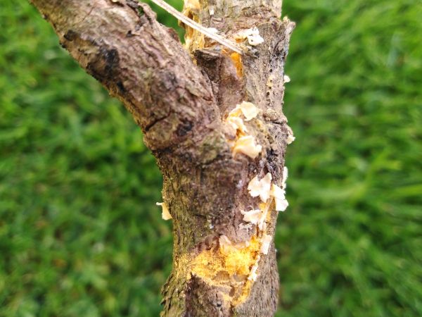 White pine blister rust