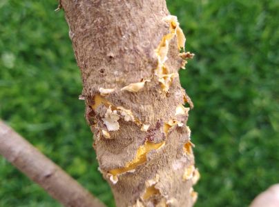 Mech&uacute;rnatka vejmutovkov&aacute;