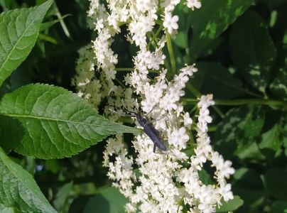 Fuz&aacute;č bukov&yacute;