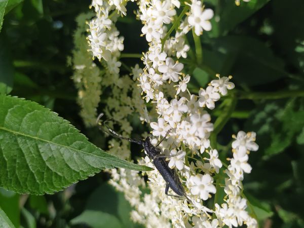 Long-horned beetle Cerambyx scopolii