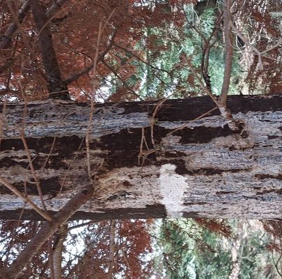 A - nejednoznačne určen&yacute;, nie sme si ist&iacute;