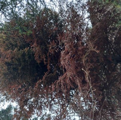 A - nejednoznačne určen&yacute;, nie sme si ist&iacute;