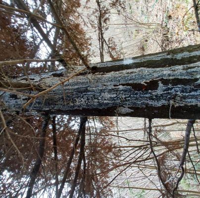 A - nejednoznačne určen&yacute;, nie sme si ist&iacute;