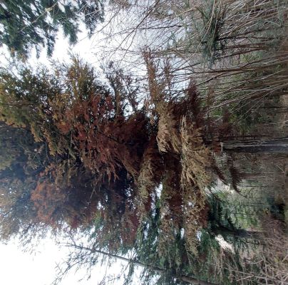 A - nejednoznačne určen&yacute;, nie sme si ist&iacute;