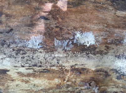 Rakovina k&ocirc;ry javora