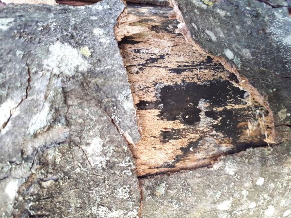 Cryptostroma corticale