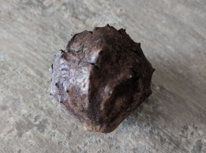 Hrčiarka Andricus hungaricus