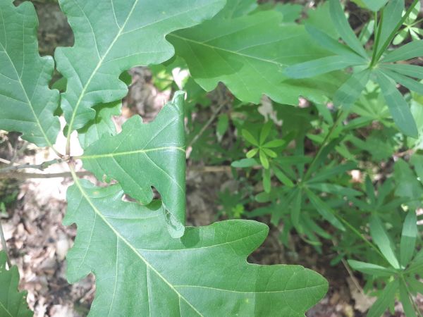 Brown oak roller Archips xylosteana 