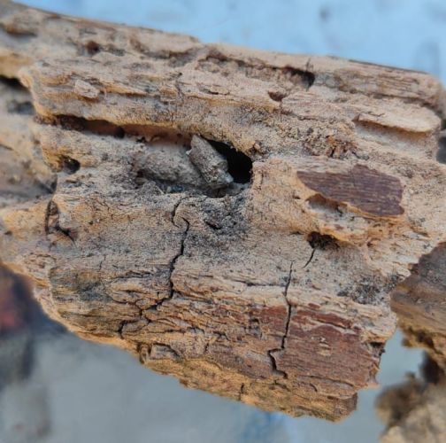 Miroslava Horáková 