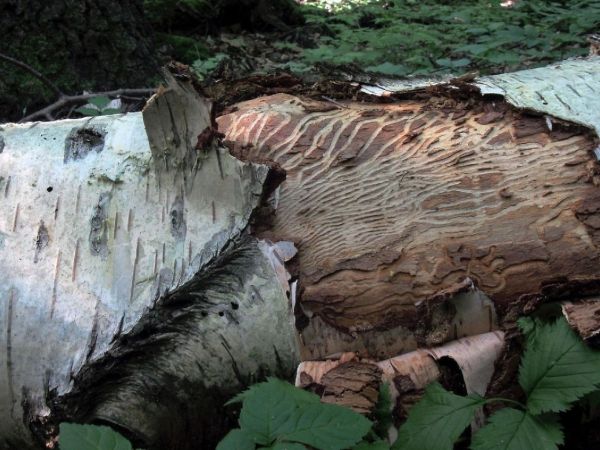 Birch bark beetle