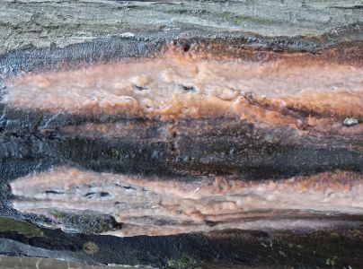 Kr&uacute;žkovanie stromov - ďateľ