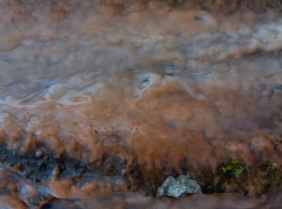 Kr&uacute;žkovanie stromov - ďateľ