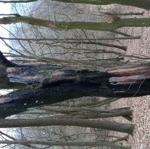 Katarína Havierniková