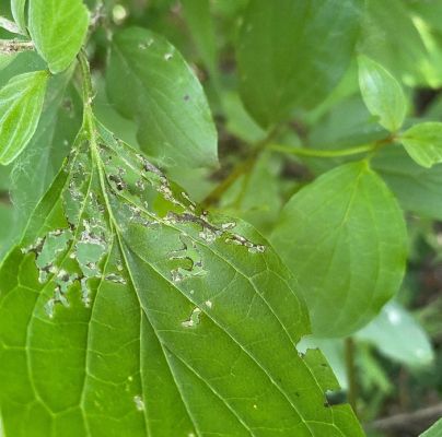 A - nejednoznačne určen&yacute;, nie sme si ist&iacute;