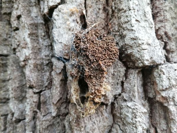 Oak processionary moth