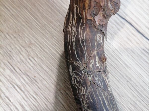 Two-toothed pine beetle