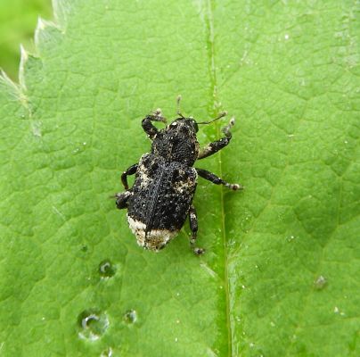 Cryptorhynchus lapathi 