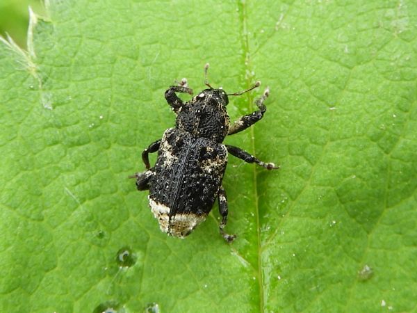 Poplar-and-willow borer 