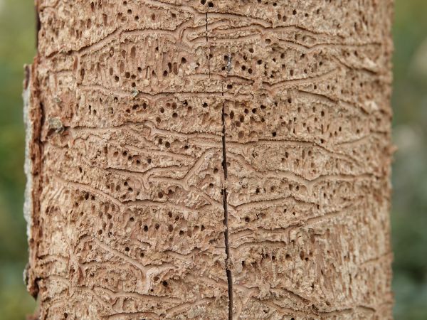 Ash bark beetle