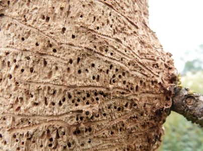 Lykokaz jaseňov&yacute;