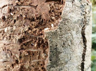 Lykokaz jaseňov&yacute;