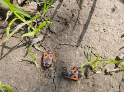 Cifru&scaron;a bezkr&iacute;dla 