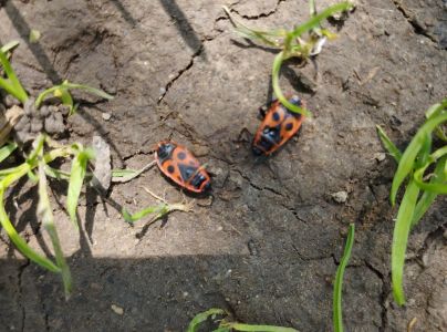 Cifru&scaron;a bezkr&iacute;dla 