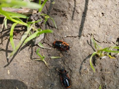 Cifru&scaron;a bezkr&iacute;dla 